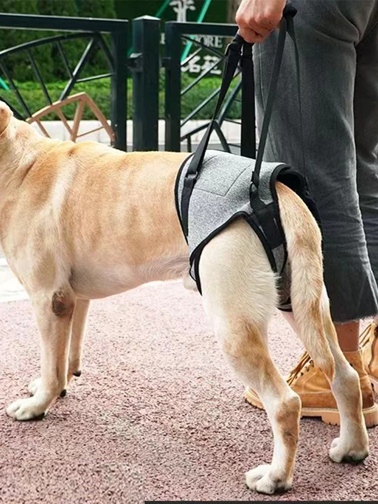 Dog Hind Leg Auxiliary Strap